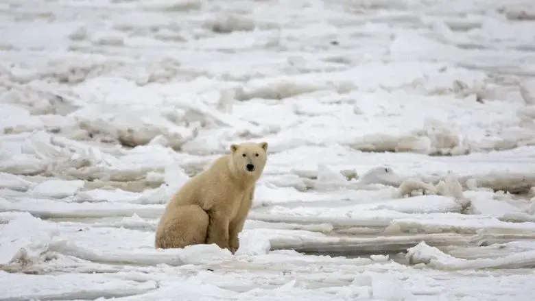 Oasis Arctique (2021)