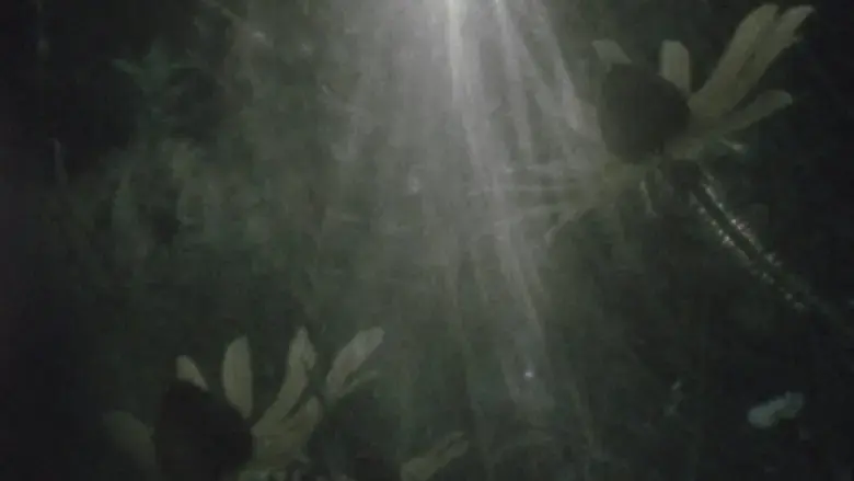 Fog on the Mountain (2023)