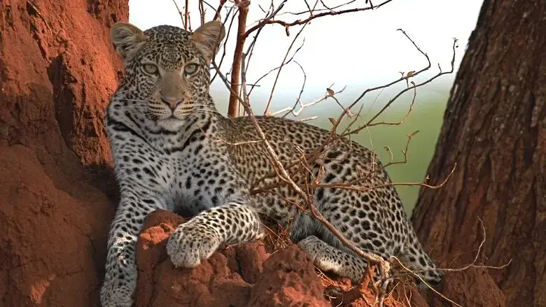 Surviving the Serengeti (2015)