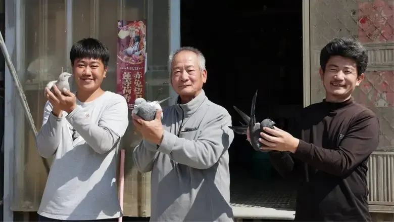 Do Pigeons Want to Go Home? (2025)