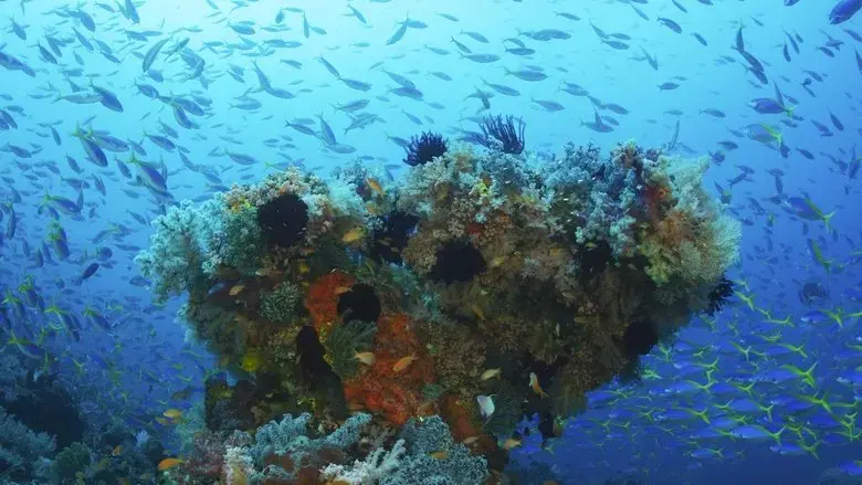 Ocean Secrets (2020)