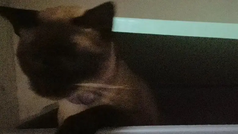 O gato voador (2024)