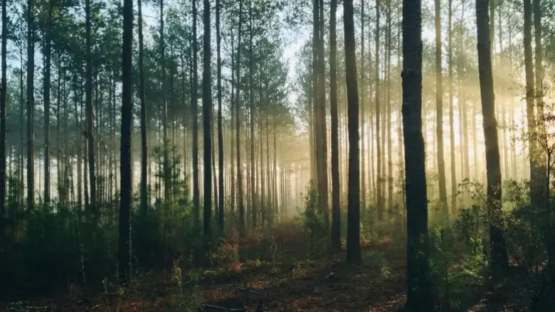 Into The Woods (AUS Productions) (2024)