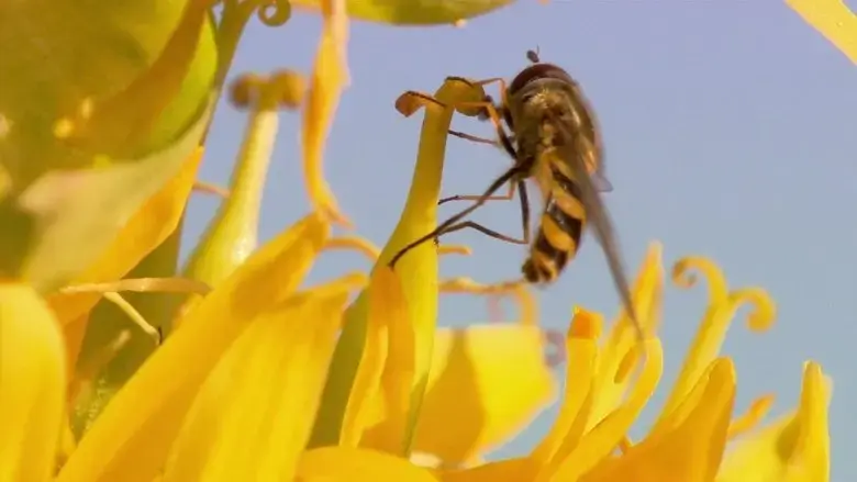 Marvels of the Insect World (2017)