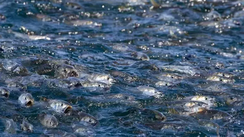 The Biggest Little Fish You've Never Seen (2024)