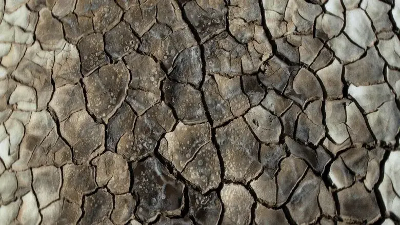 What Does the Mud Whisper (2025)