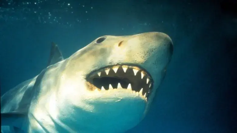 Shark Terror: The Real Jaws (2019)