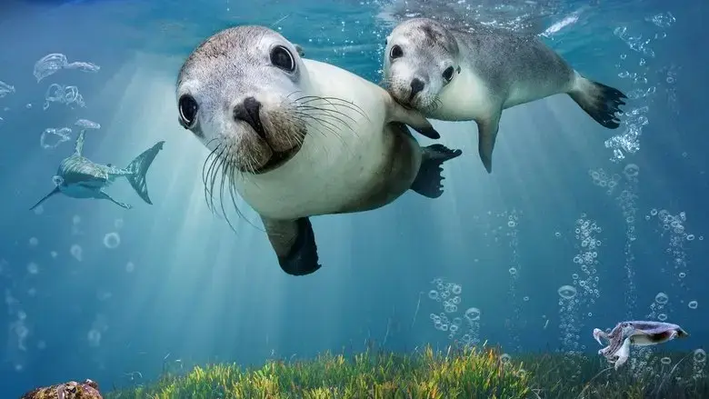 Sea Lions: Life by a Whisker (2020)