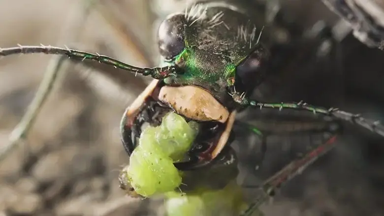 Sandcastle - The Secret Life of Potter Wasps (2025)
