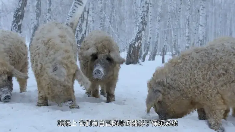 Amazing Pigs (2018)