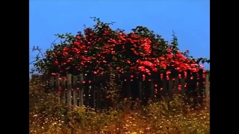 Sem Titulo #9: Nem Todas as Flores da Falta (2024)