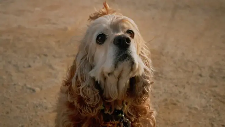 Dog in Translation (2022)