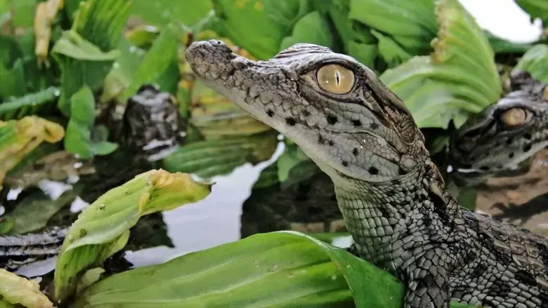 Battle of the Swamp Dragons (2017)