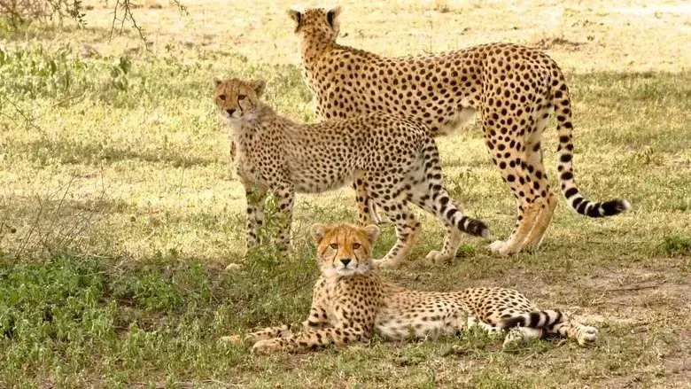 Serengeti Speed Queen (2020)