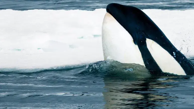 Expedition Killer Whale (2024)