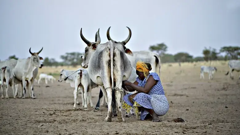The Milk System (2017)