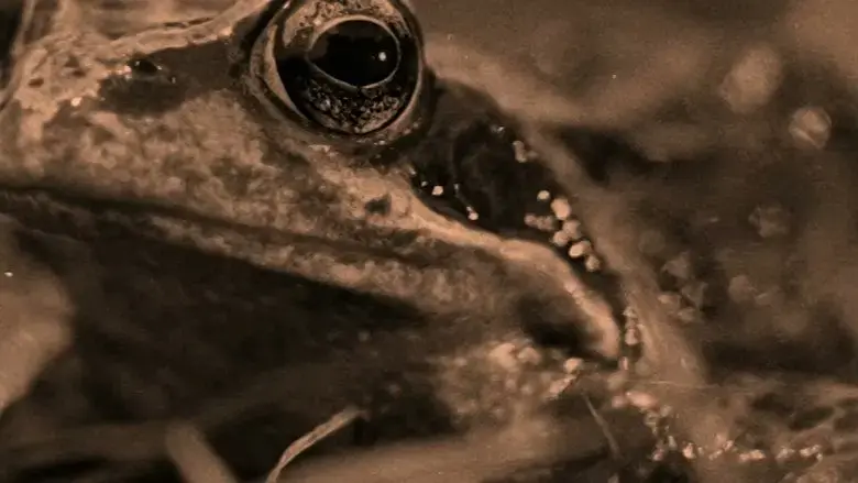 From the Planet of the Humans (2021)
