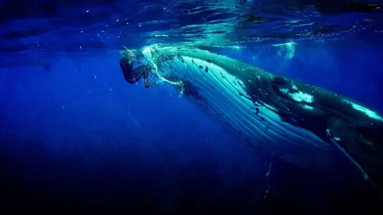 Whale Guardian (2022)
