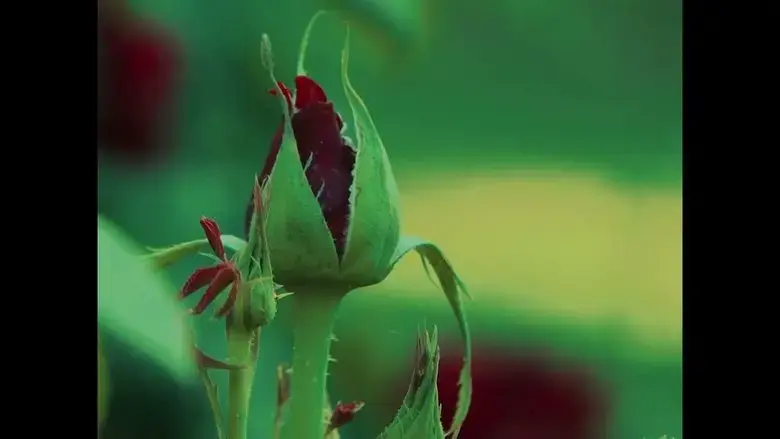 Adela desde el jardin (2022)