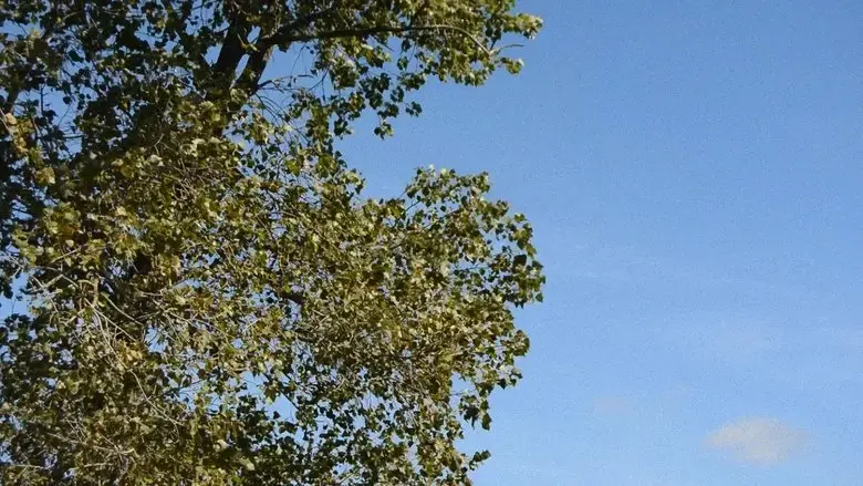 Ekvilibrium (2021)