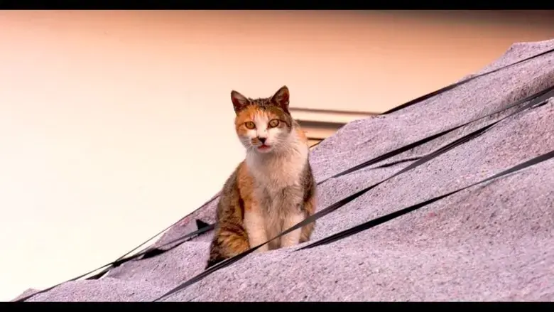 Our Cat (2020)