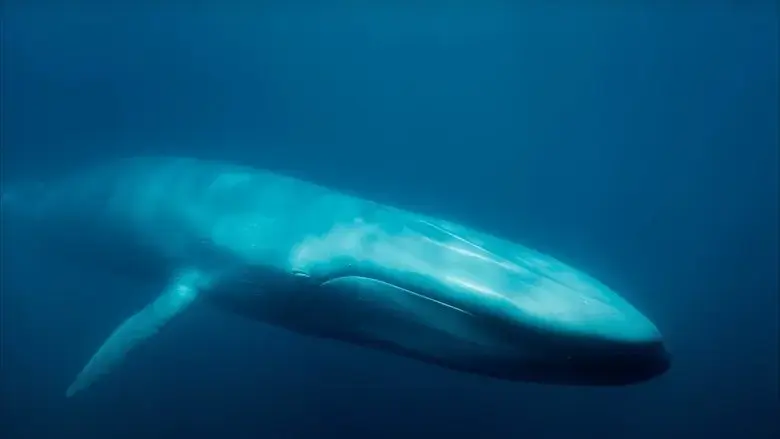 Blue Whales: Return of the Giants (2023)