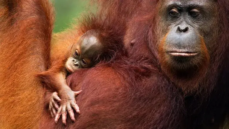 Orang Utans - Keepers of the Jungle (2025)
