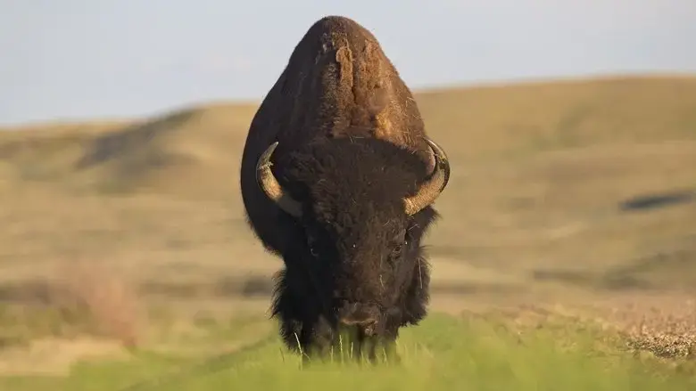 Wild Prairie Man (2022)