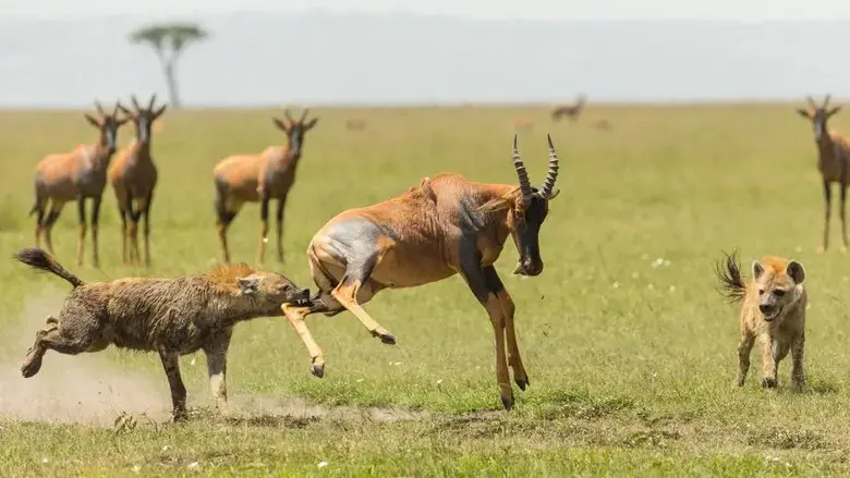 The Hyena Clan (2021)