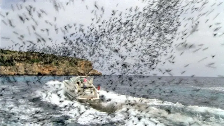 Killer Bees (2009)