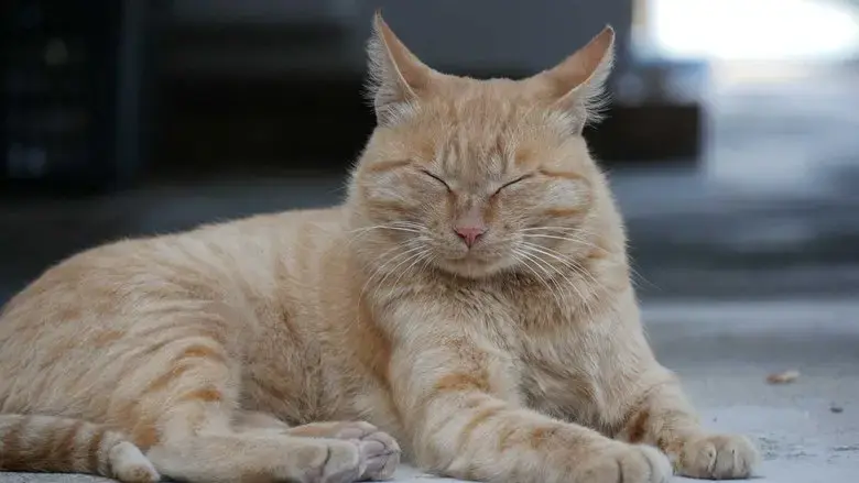 I Am a Cat (2017)