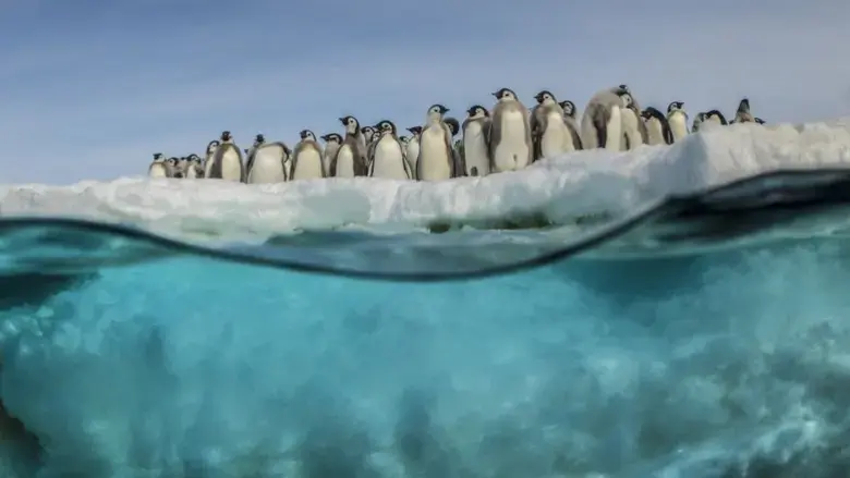 Antarctica, sur les traces de l'empereur (2016)