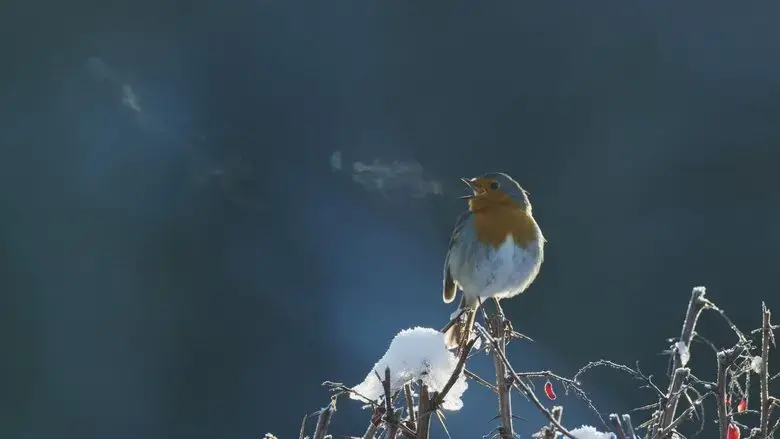 Attenborough's Wonder of Song (2022)