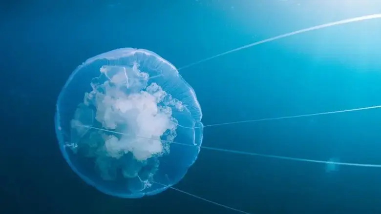 Voyage of Time: Life's Journey (2017)