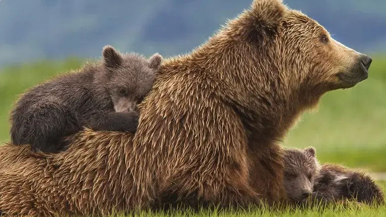 Bears (2014)