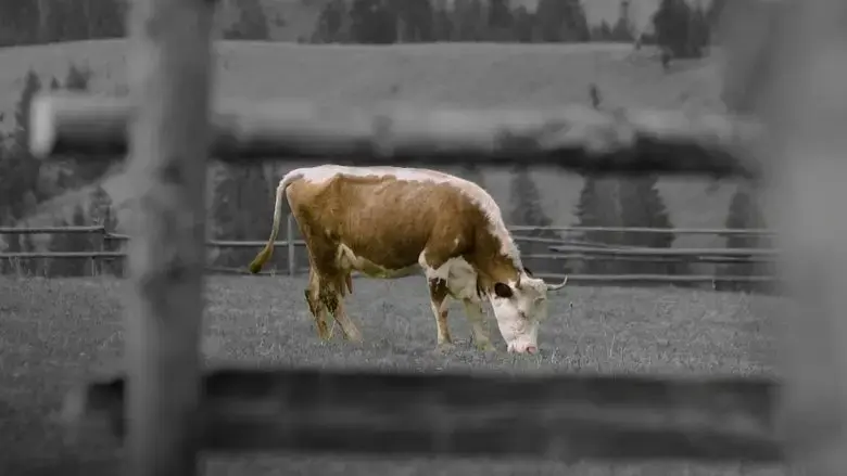 animal. (2025)