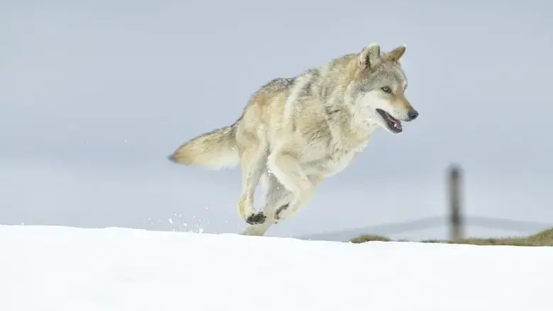 L'Odyssee du Loup (2019)