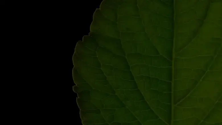 Salvia Divinorum: A Western Approach (2022)