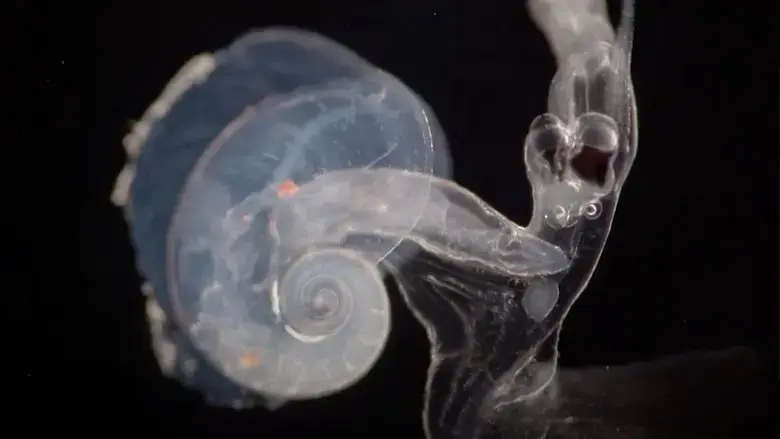 This Is (For) The Sea (2025)