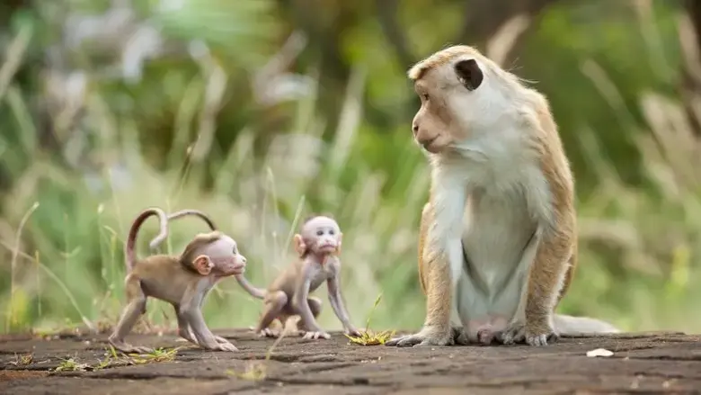 Monkey Kingdom (2015)