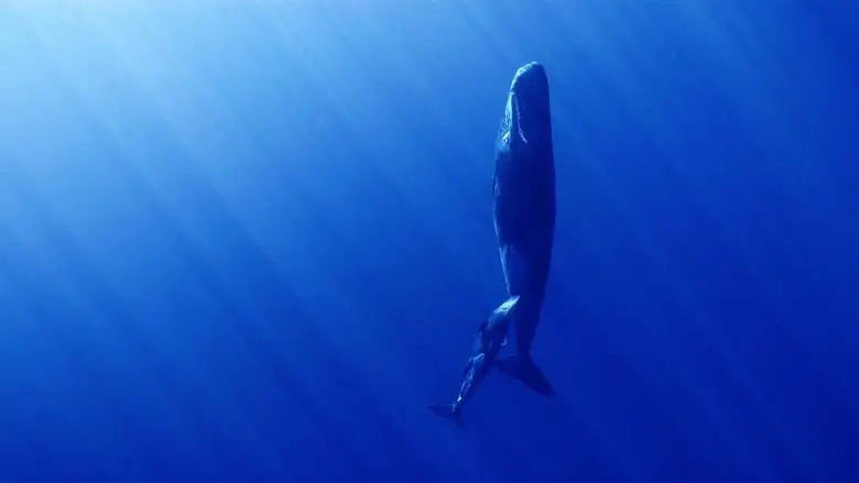 Whales and I (2024)