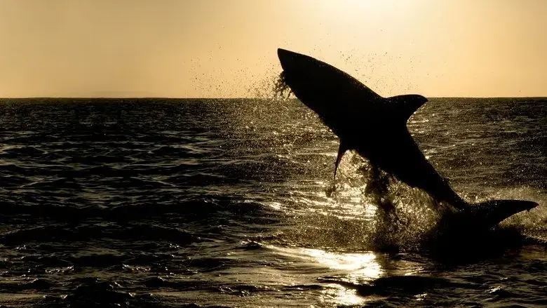 Big Sharks Rule (2018)