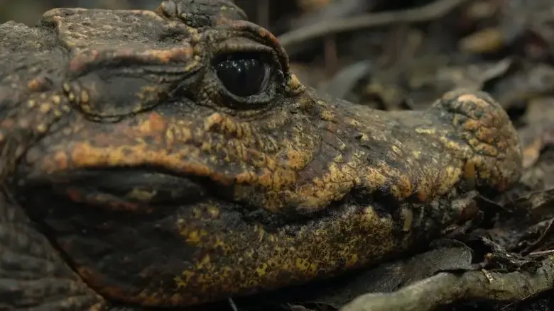 Cave Crocs of Gabon (2018)