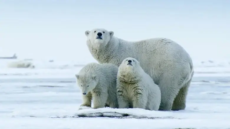 The Arctic: Our Last Great Wilderness (2021)