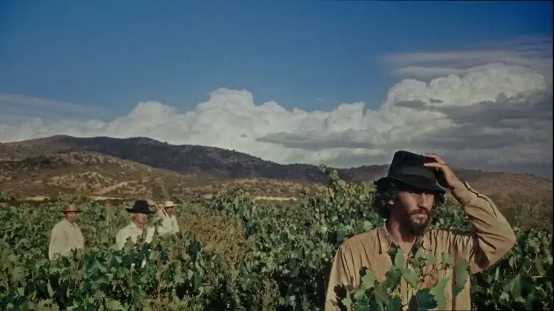 SHORTCUT (2024)