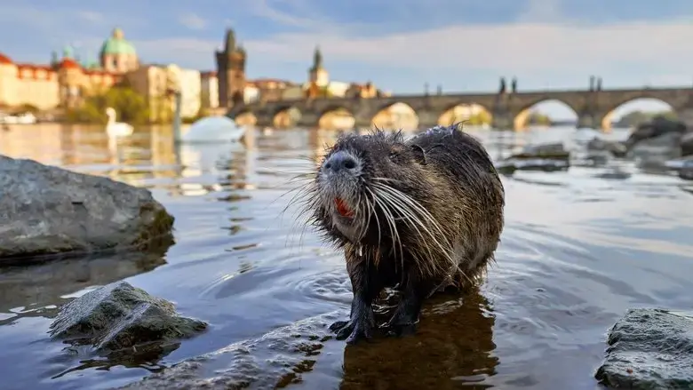 Wild Prague (2022)