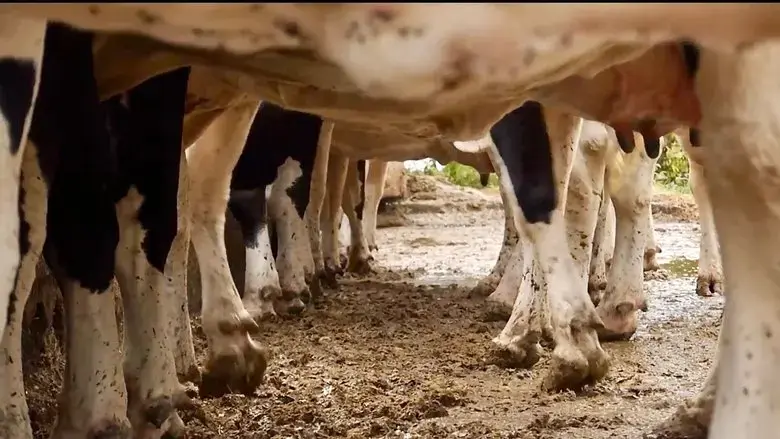 Cows With No Name (2020)