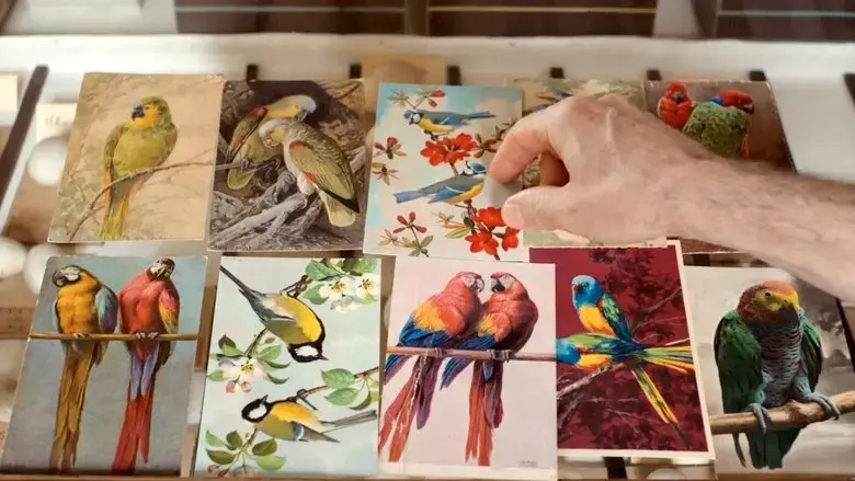 Language of Birds (2022)