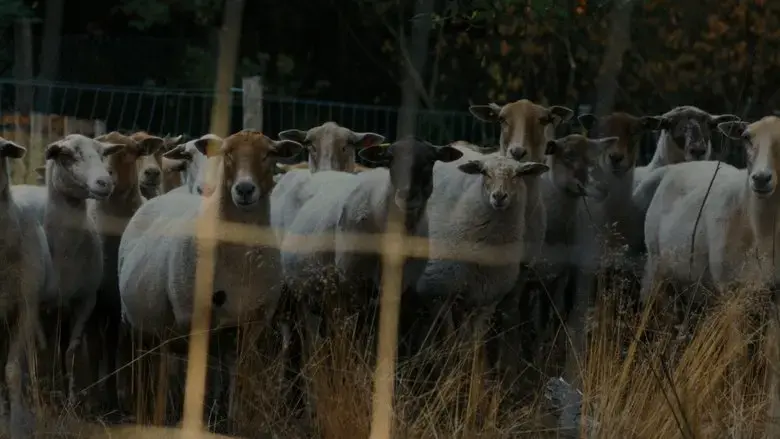 Sheep (2025)