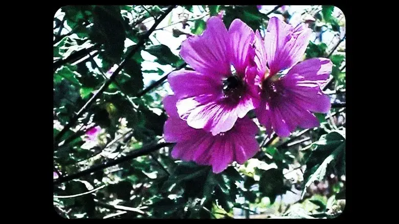Flowers (2025)